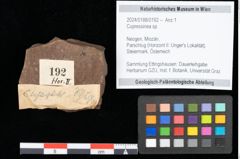 Foto (Objekt + Etikett) von Cupressinea sp. (NHMW-GEO-2024-0188-0192)
